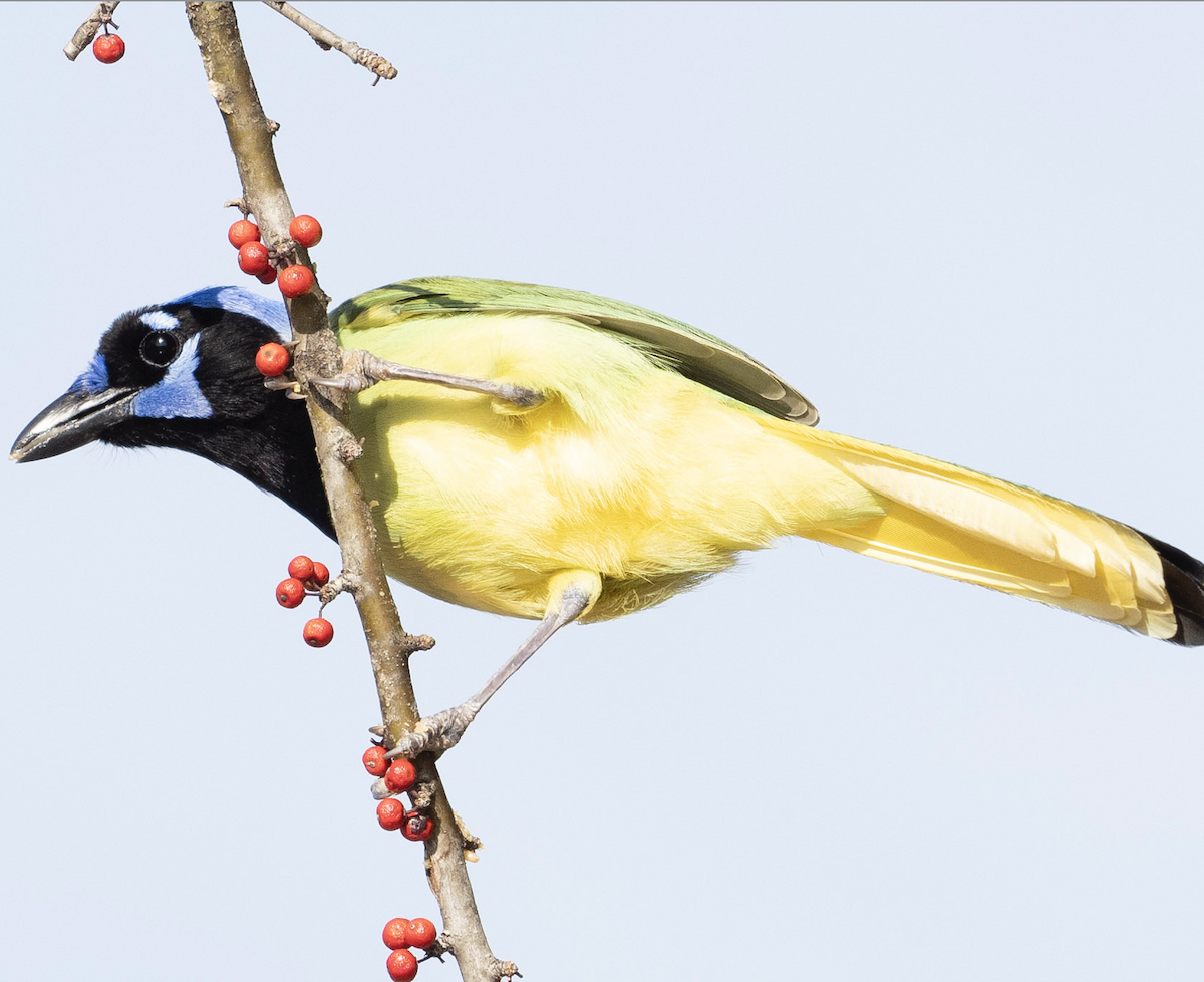 Green Jay - Philip Sullivan