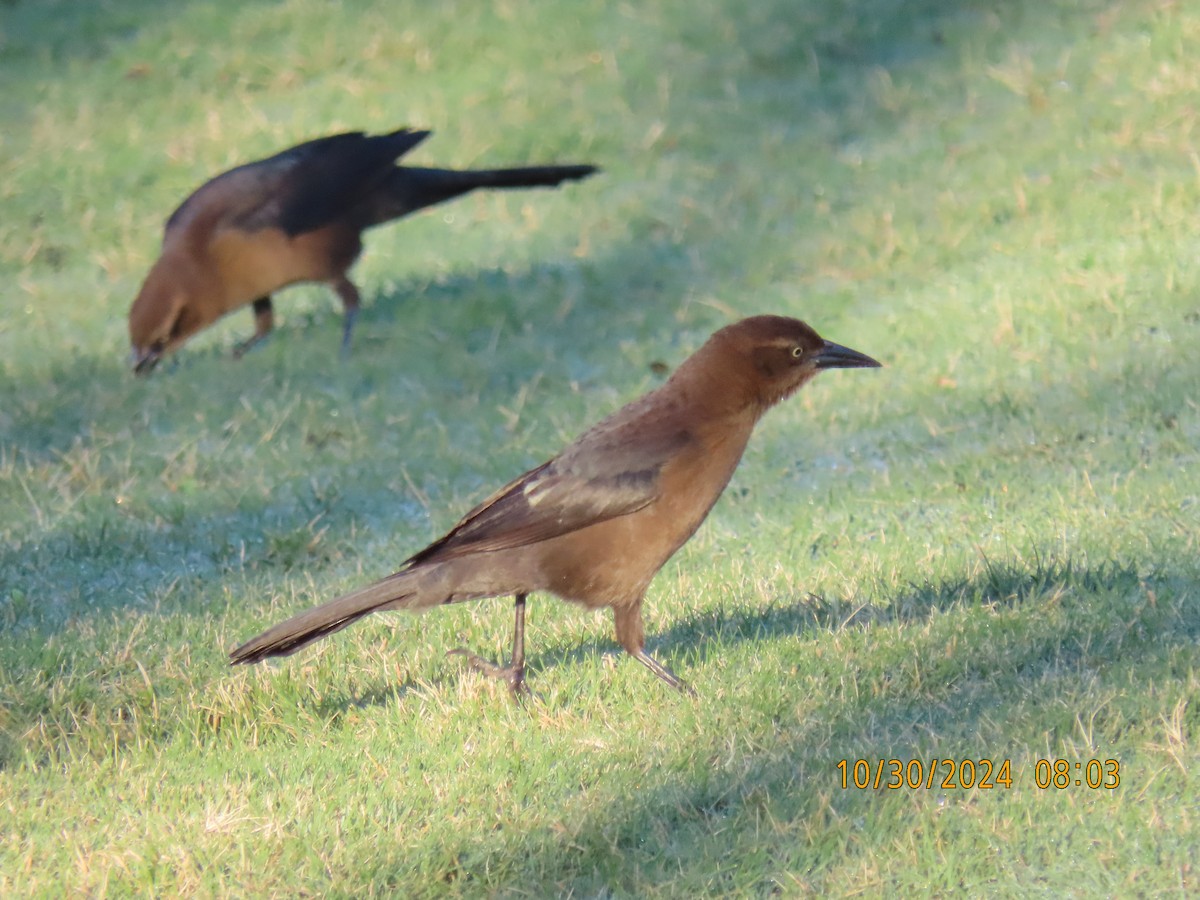 Great-tailed Grackle - ML625616027
