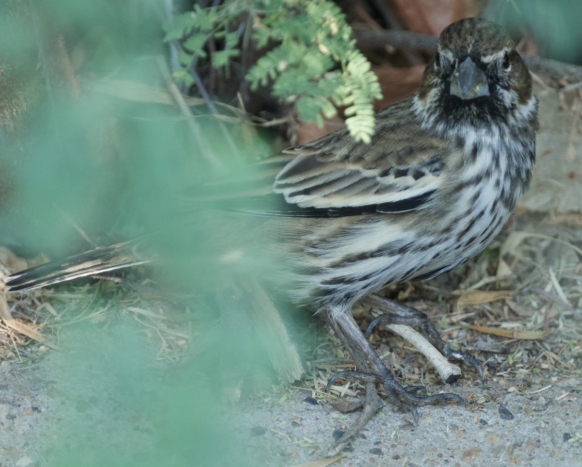 Lark Bunting - ML625616043