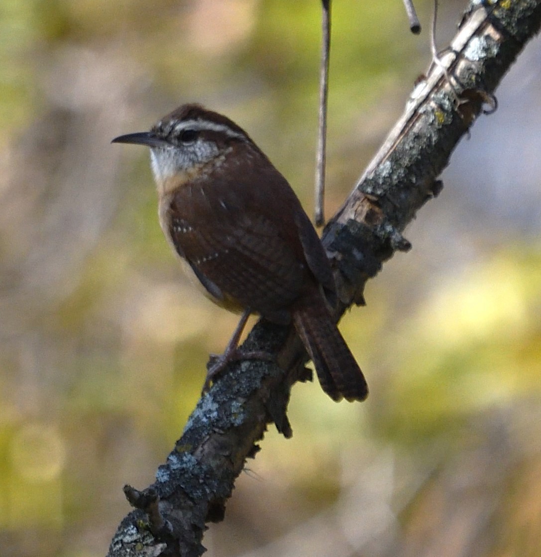 Carolina Wren - ML625616106
