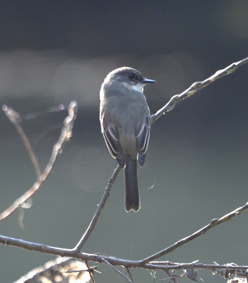Eastern Phoebe - ML625616117