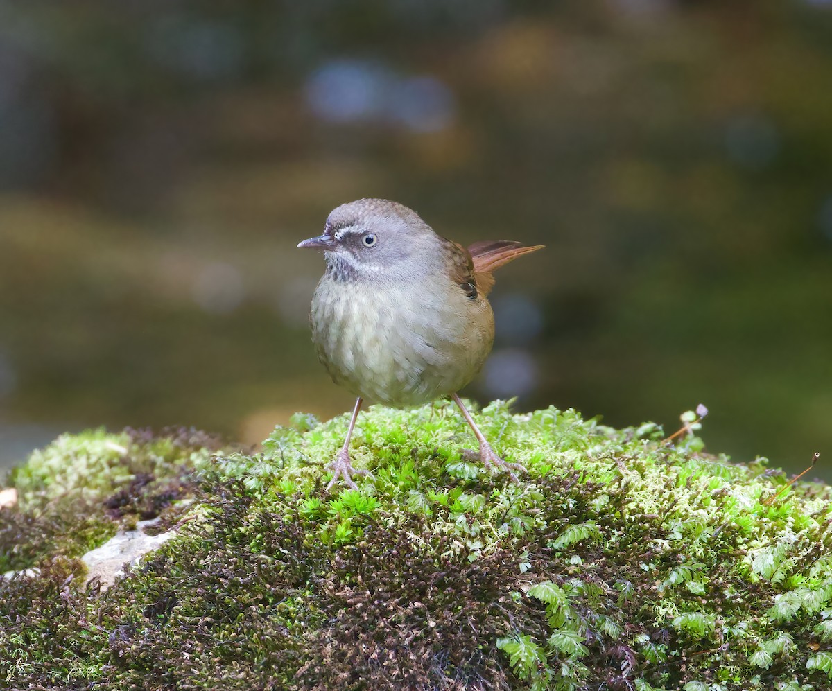 Tasmanian Scrubwren - ML625616118