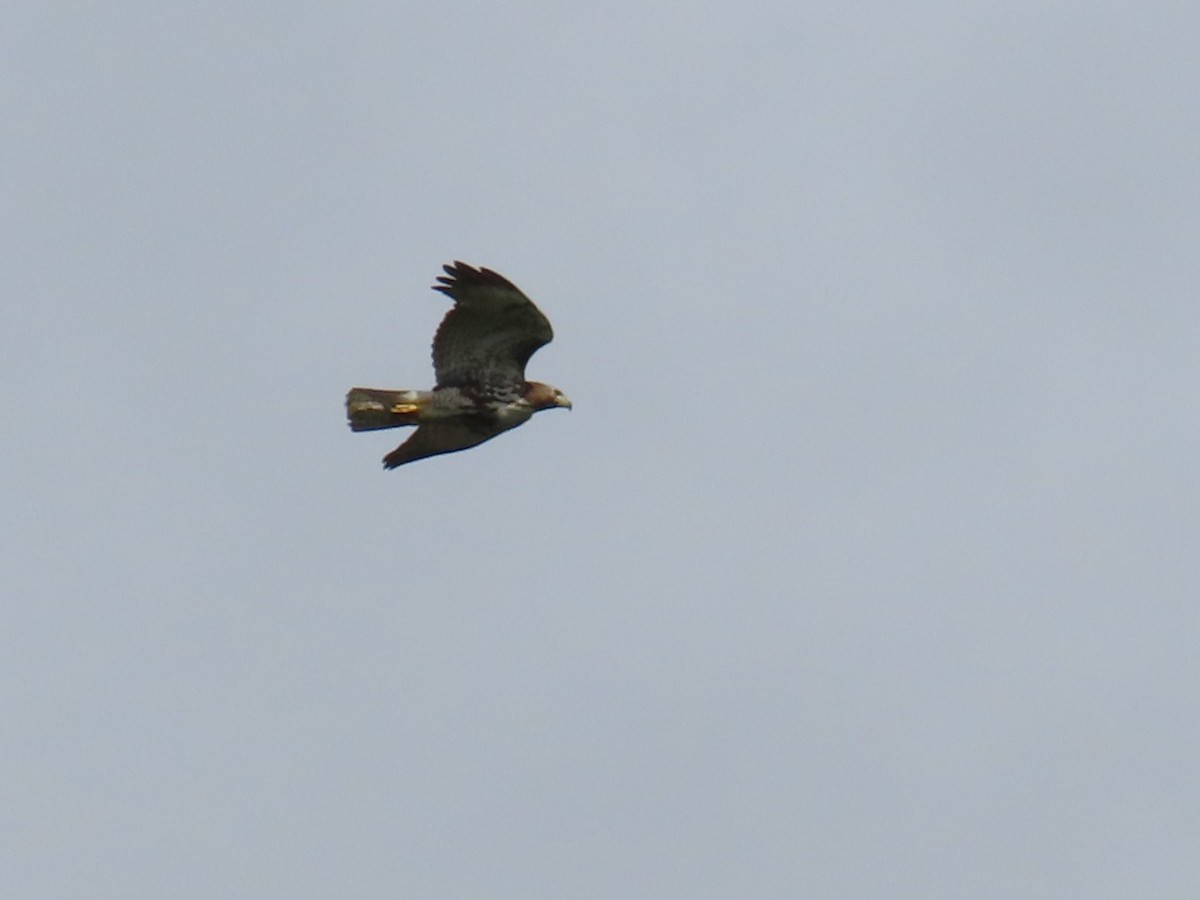 Red-tailed Hawk - Susan Young