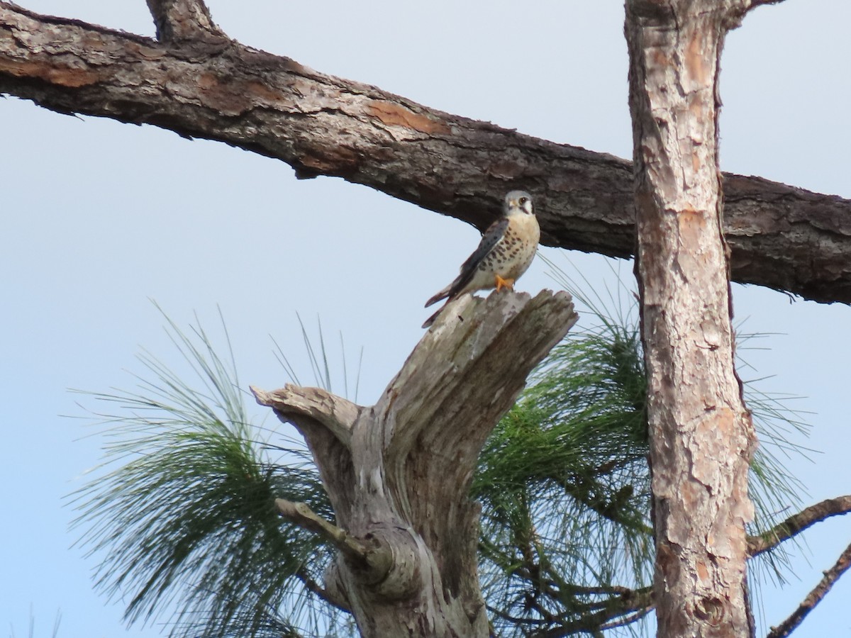 American Kestrel - Susan Young