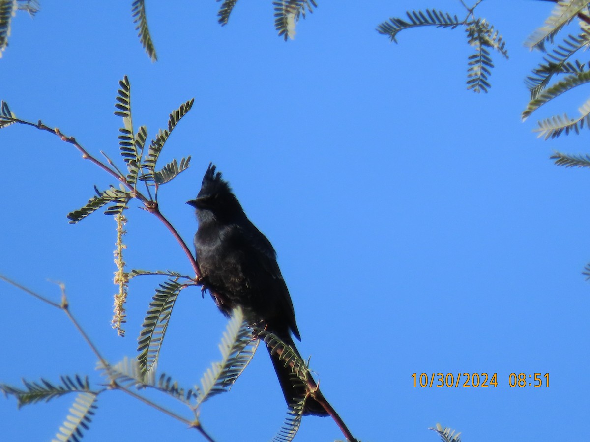 Phainopepla - ML625616223