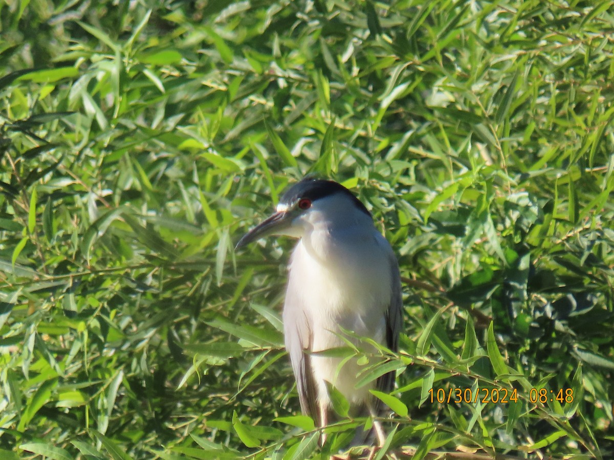 Black-crowned Night Heron - ML625616245