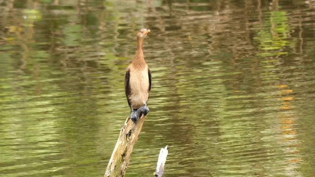 Cormoran africain - ML625616252
