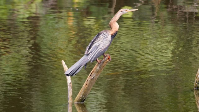 アフリカヘビウ - ML625616273
