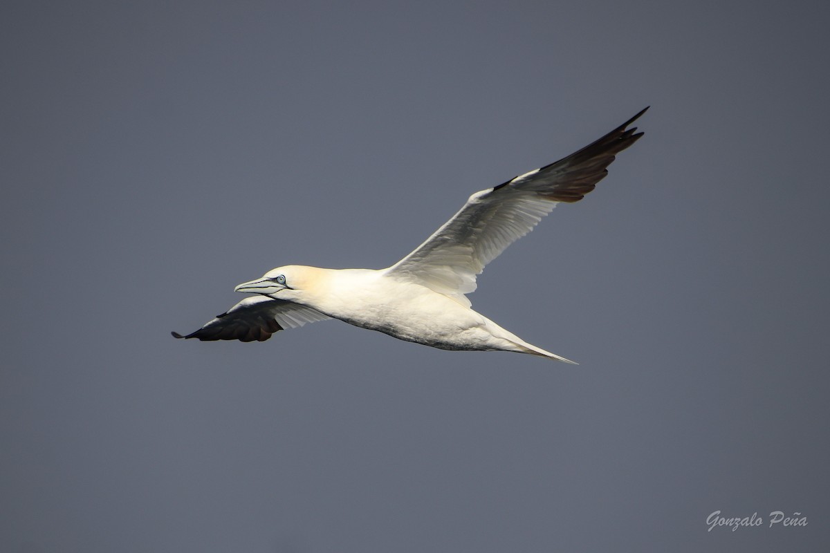 Northern Gannet - Gonzalo Peña Sánchez