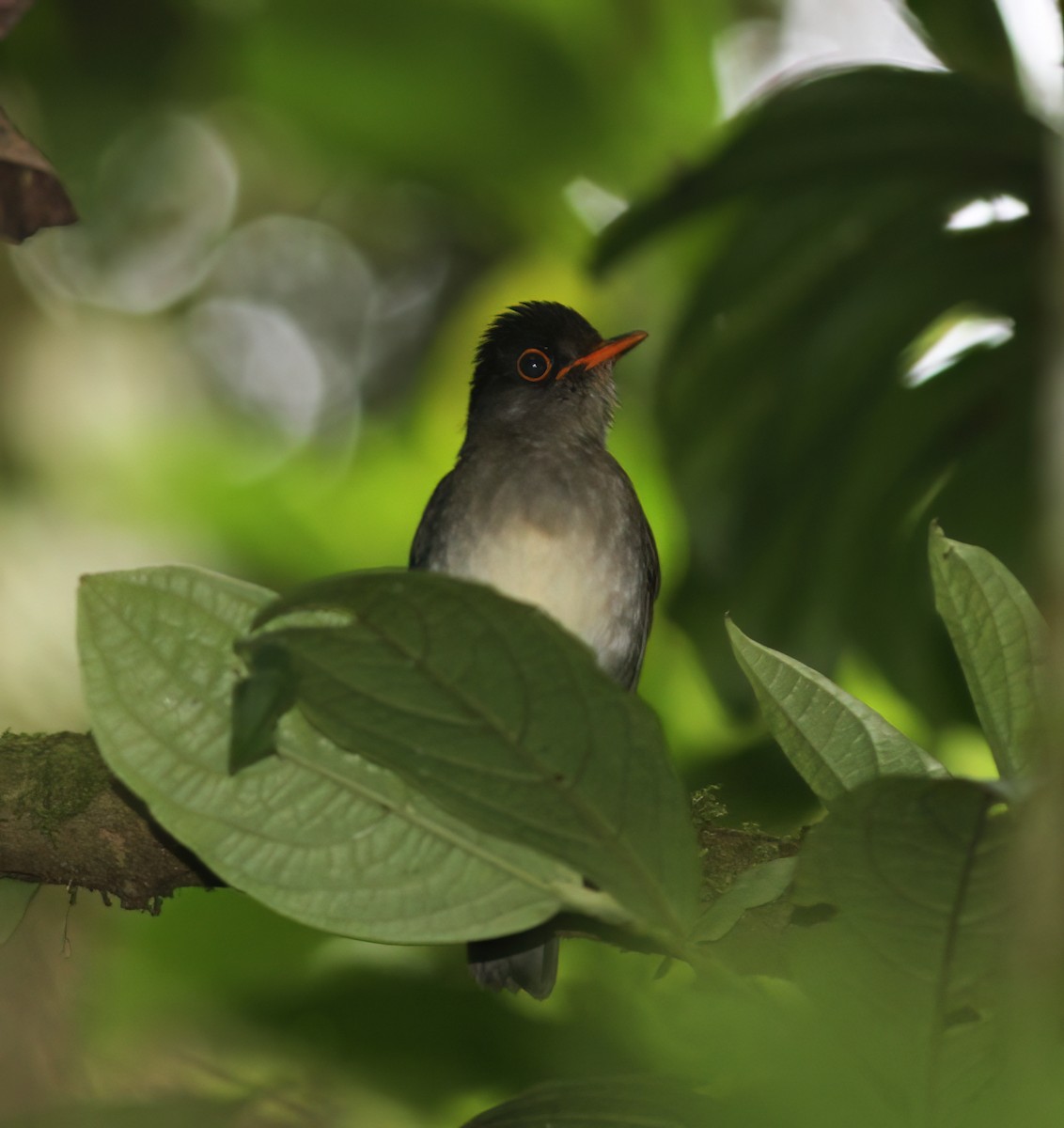 Black-headed Nightingale-Thrush - ML625616485