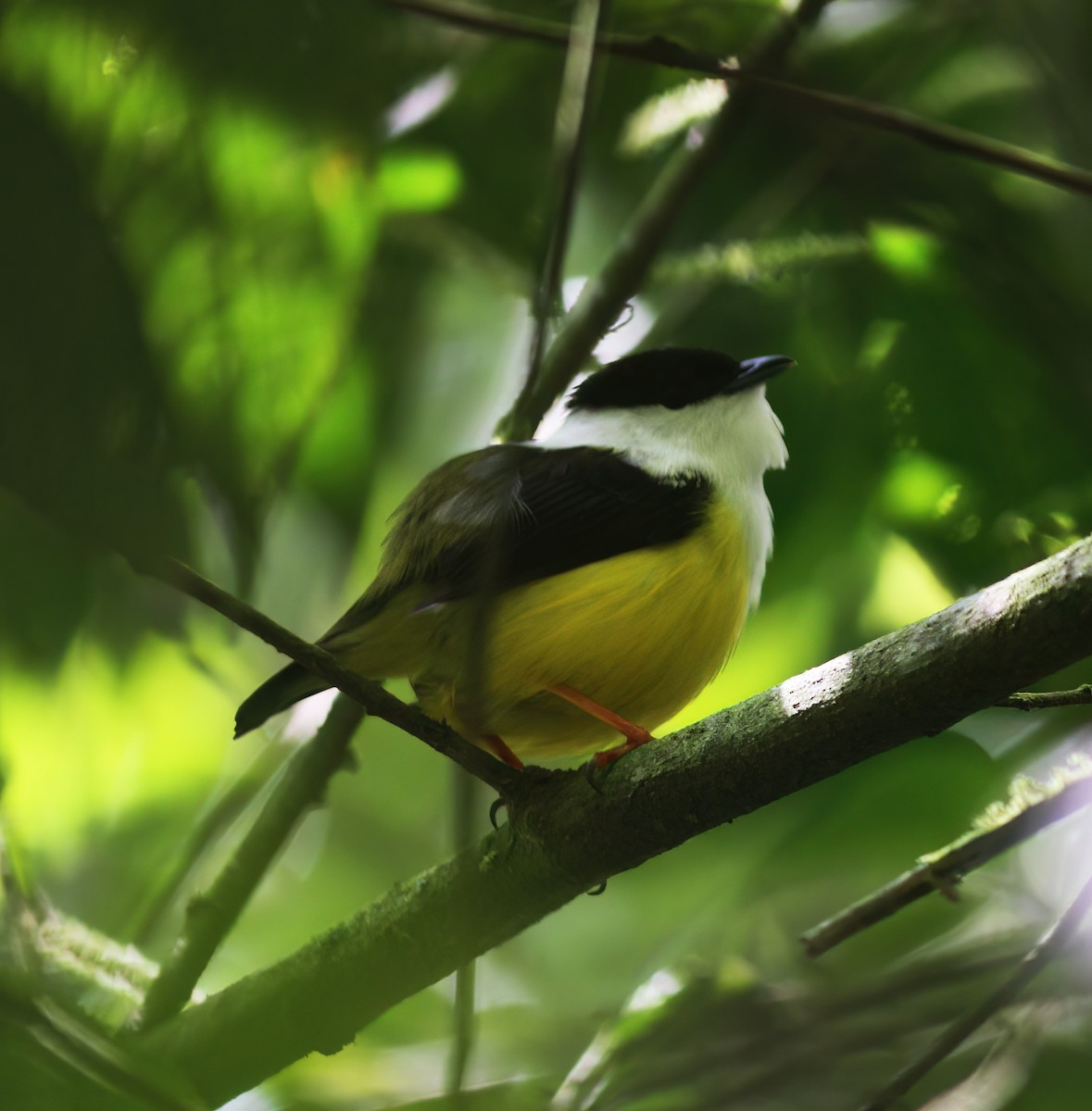 White-collared Manakin - ML625616525