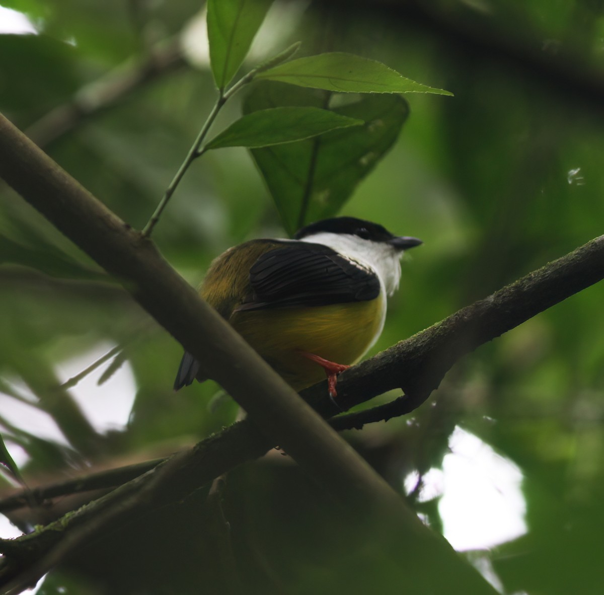 White-collared Manakin - ML625616528