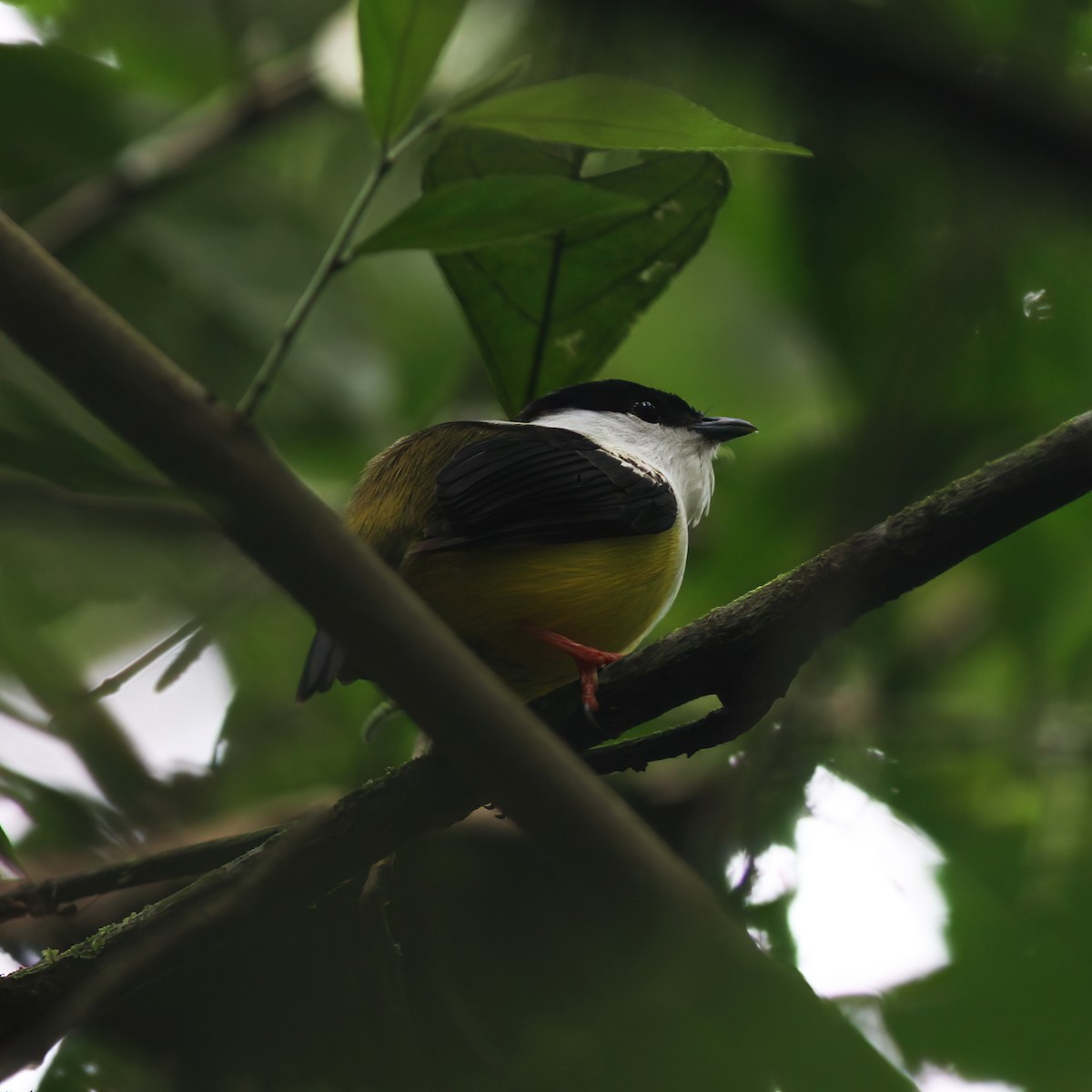 White-collared Manakin - ML625616529