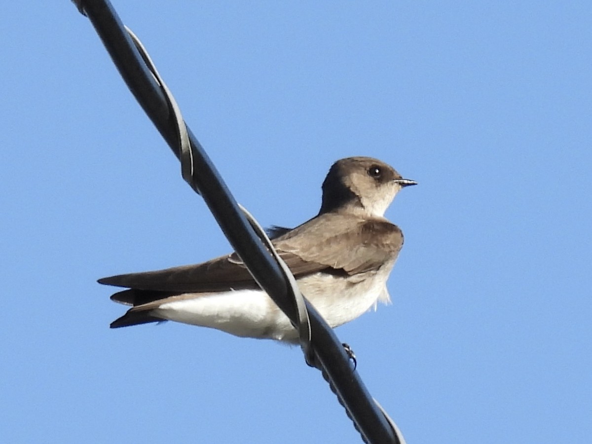 Northern Rough-winged Swallow - ML625616636