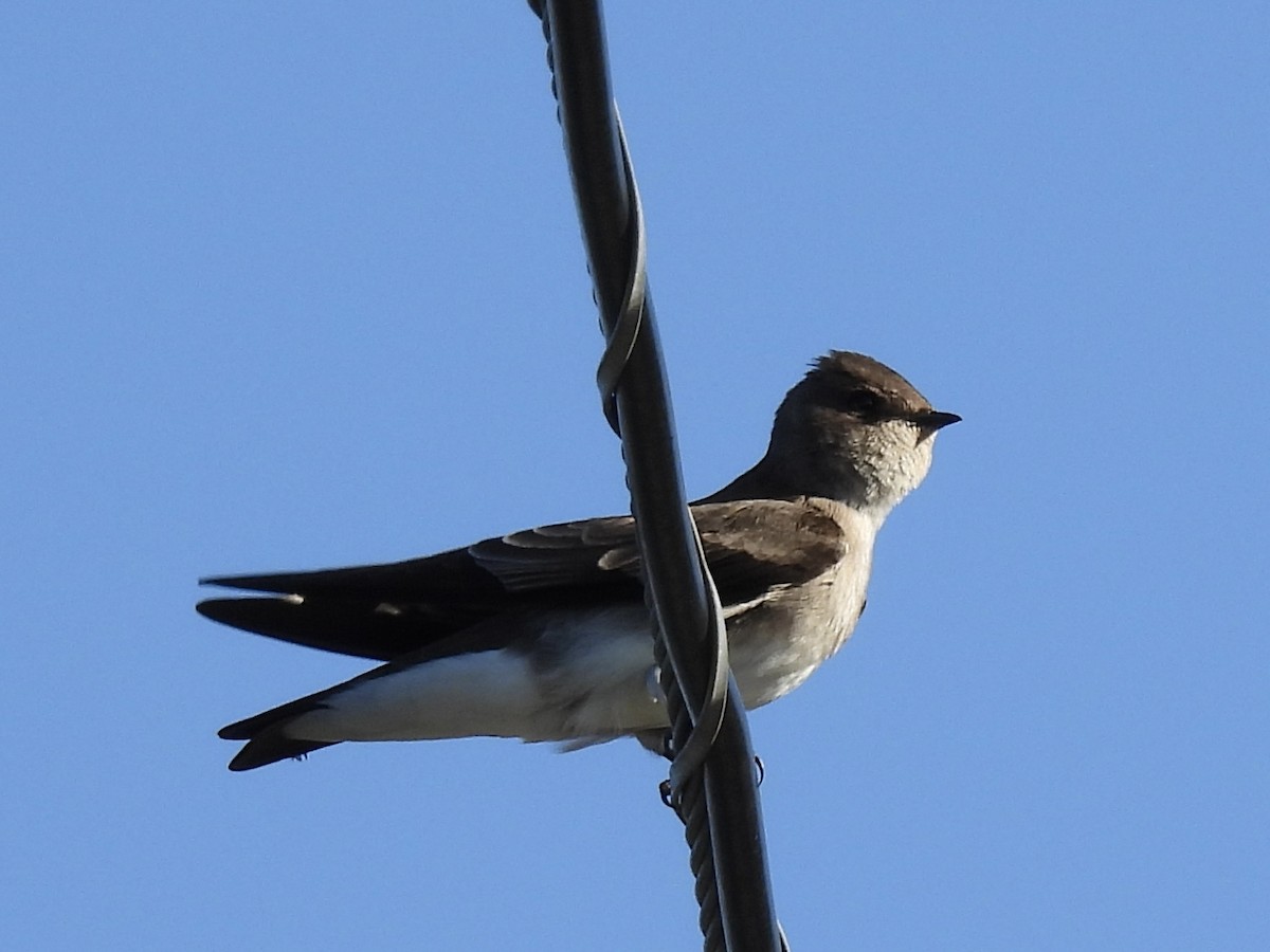 Northern Rough-winged Swallow - ML625616637