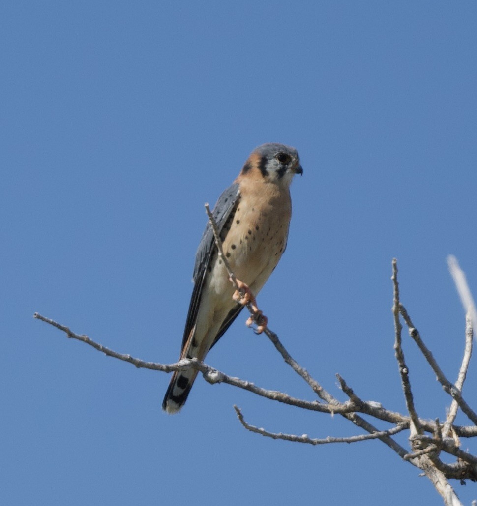American Kestrel - ML625616649