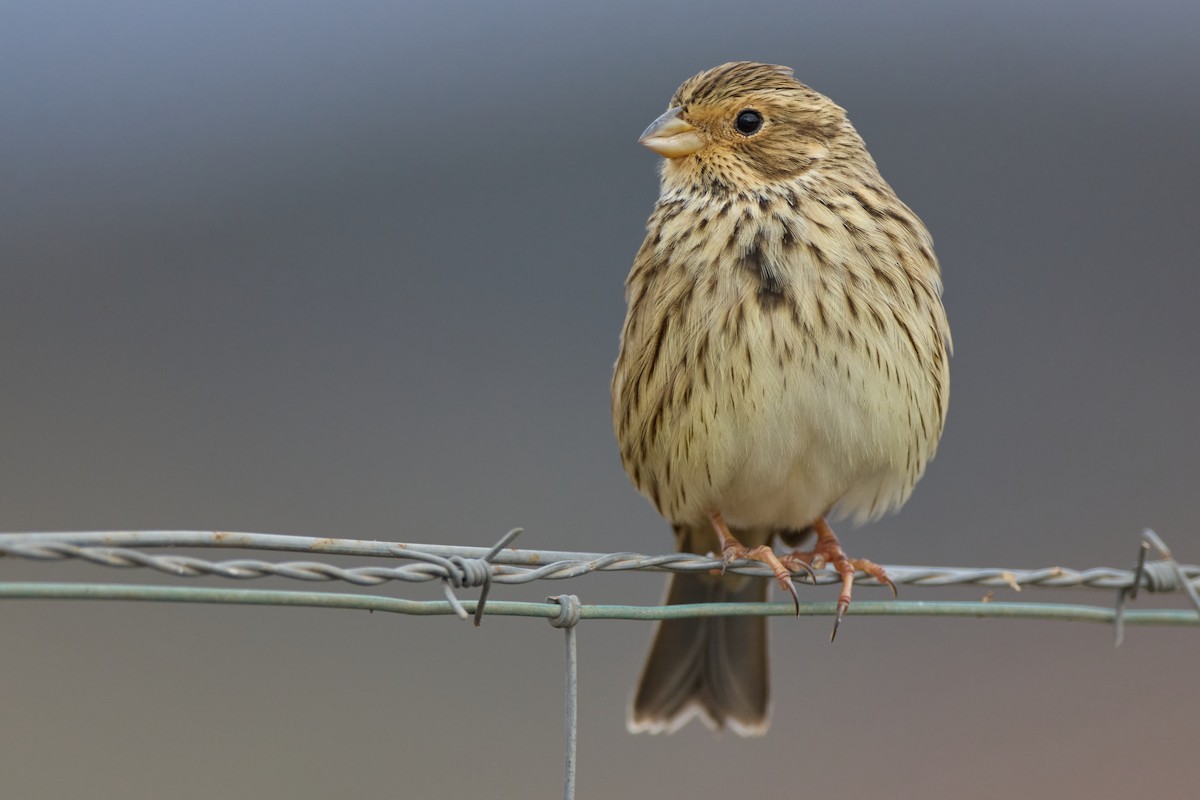 Corn Bunting - ML625616719