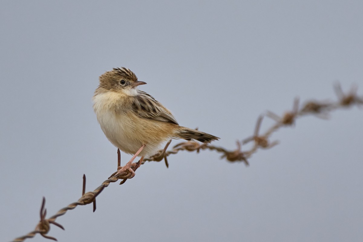 Zitting Cisticola - ML625616727