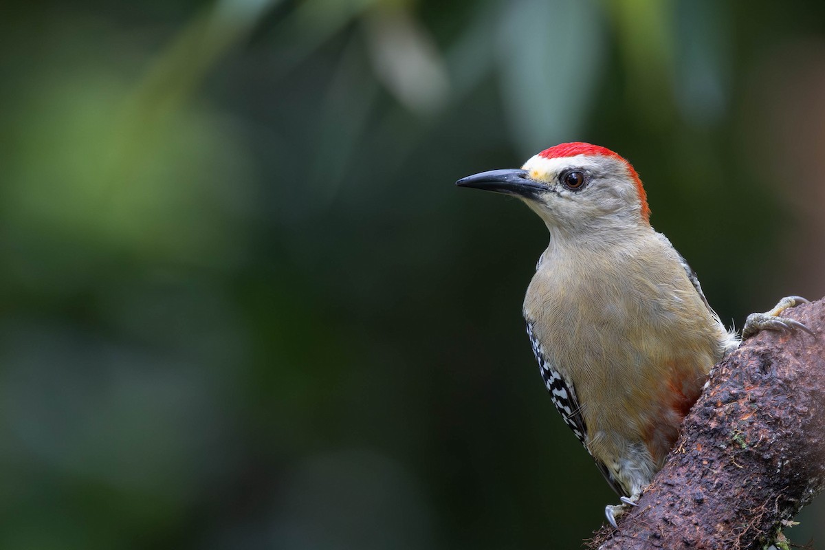 Red-crowned Woodpecker - Anonymous