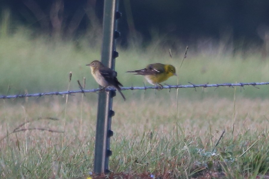 Pine Warbler - Greg Page