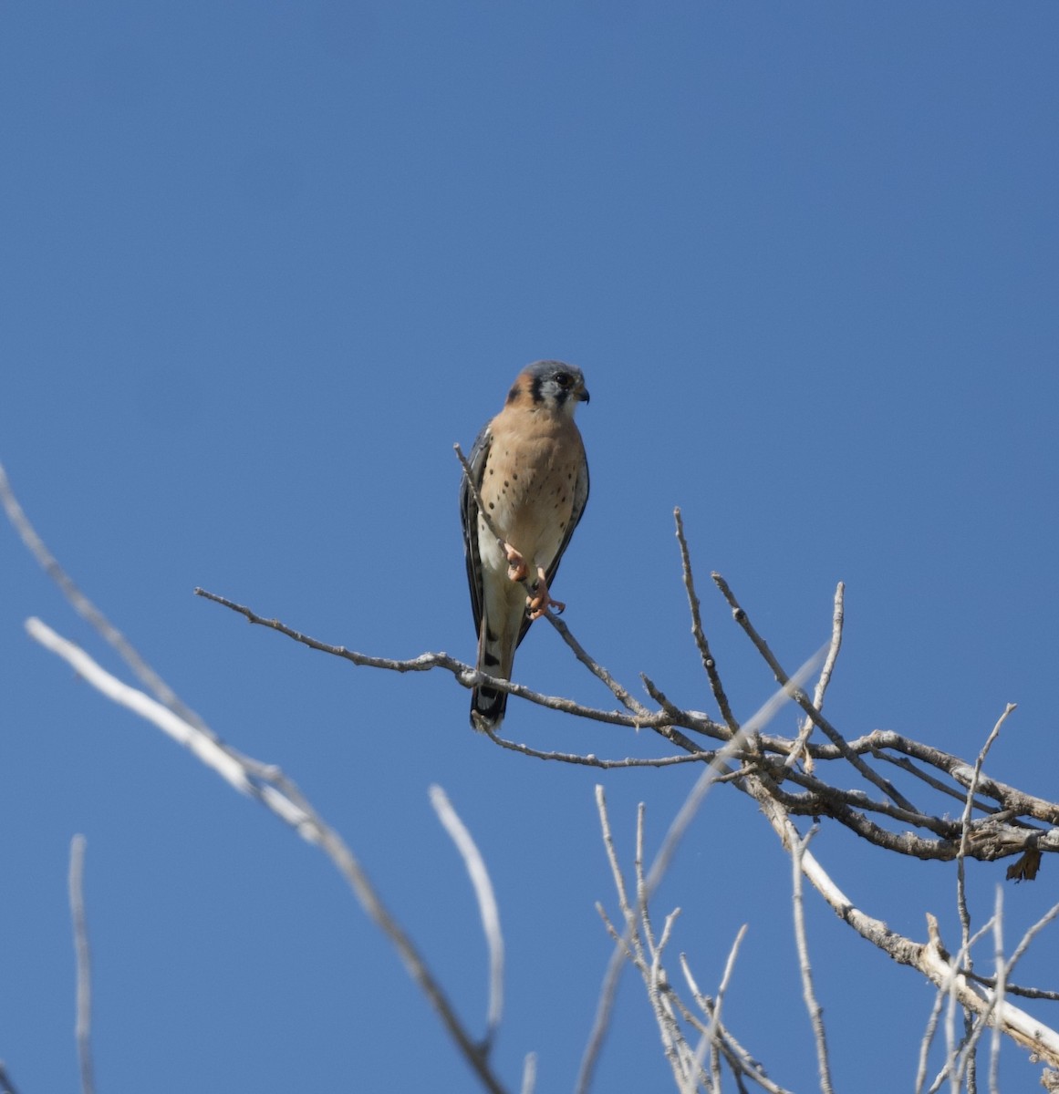 American Kestrel - ML625616844