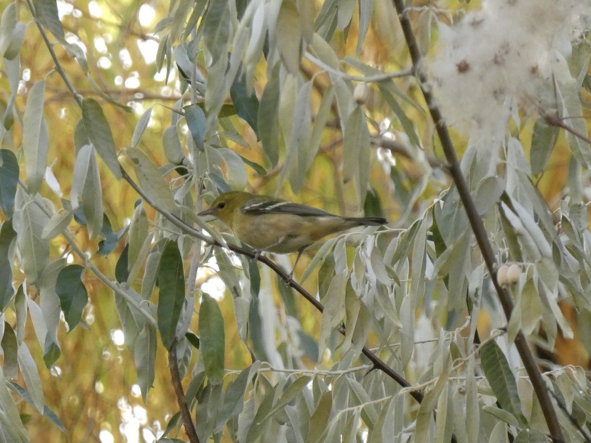 Bay-breasted Warbler - ML625616867