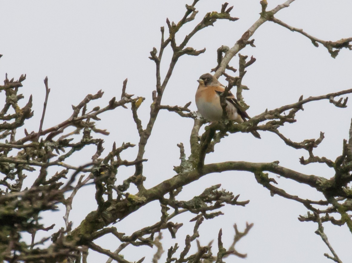 Brambling - ML625616906