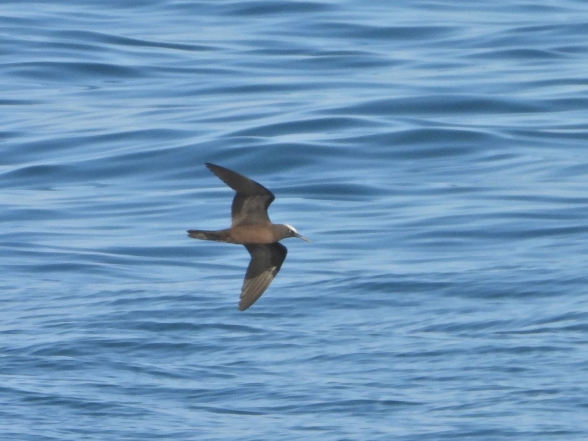 Brown Noddy - ML625617035