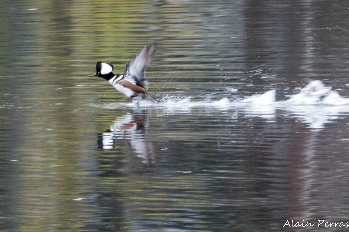 Hooded Merganser - ML625617124
