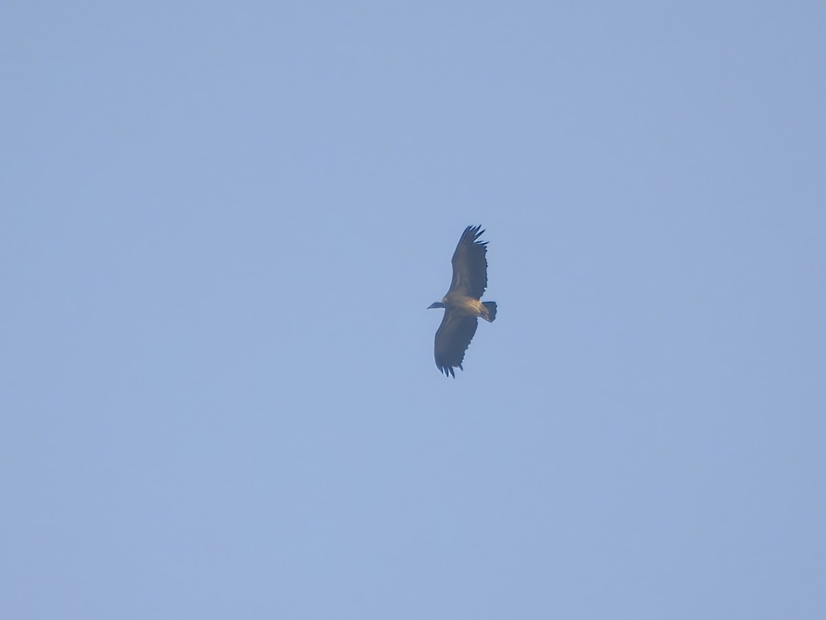 Indian Vulture - ML625617126