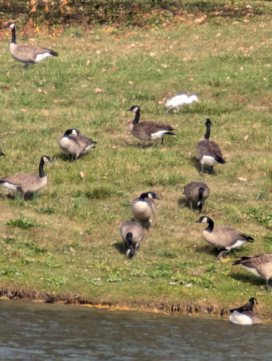 volavka rusohlavá - ML625617177