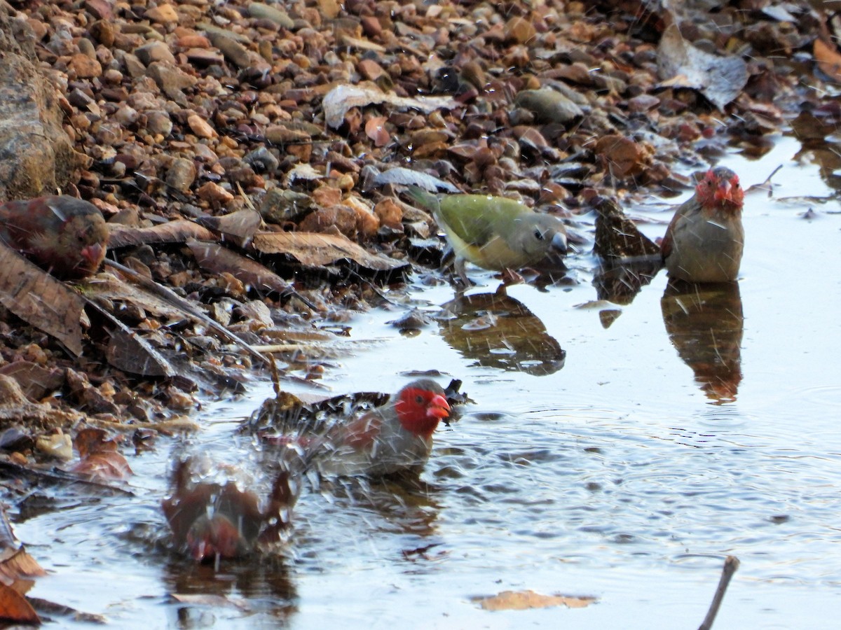 Crimson Finch - ML625617193