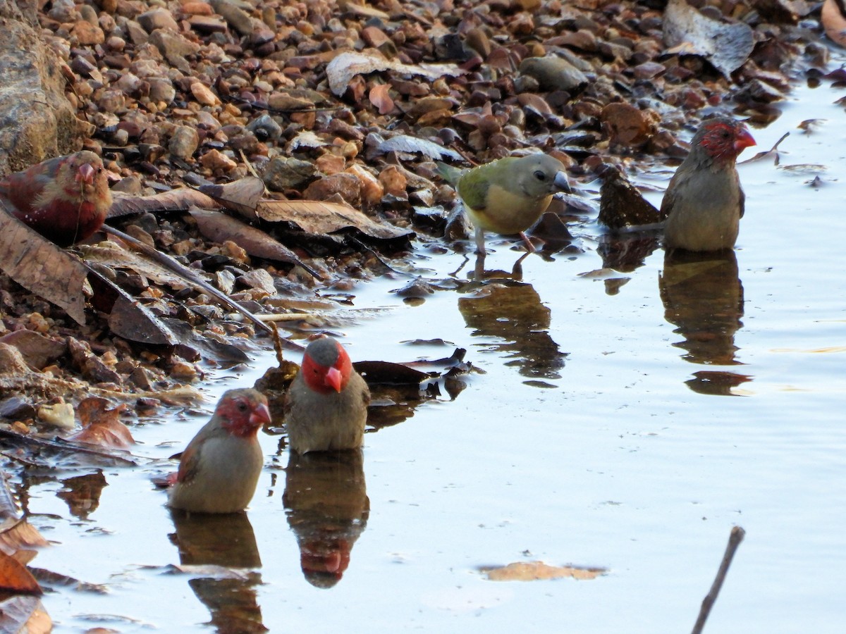 Crimson Finch - ML625617202