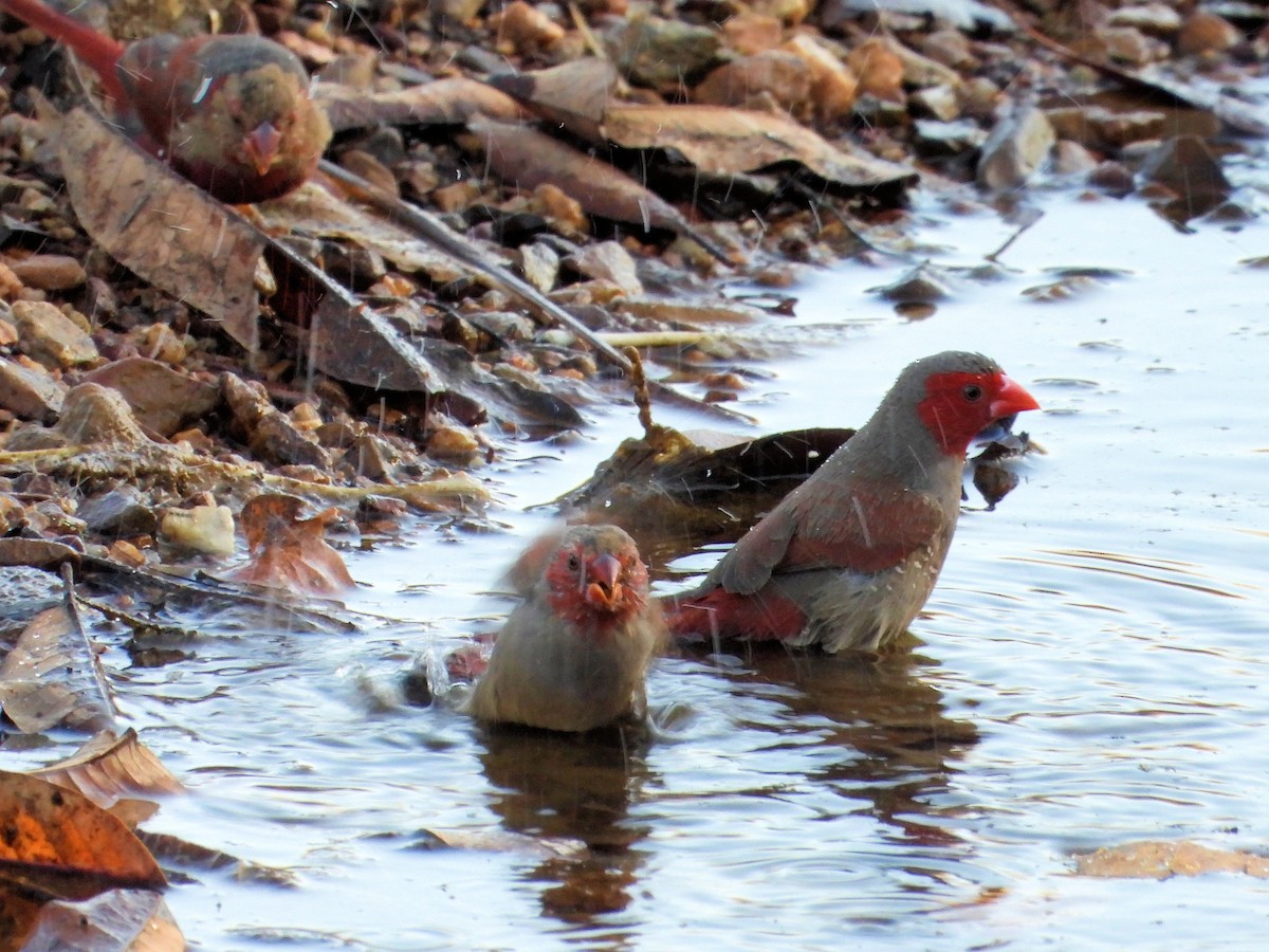 Crimson Finch - ML625617210