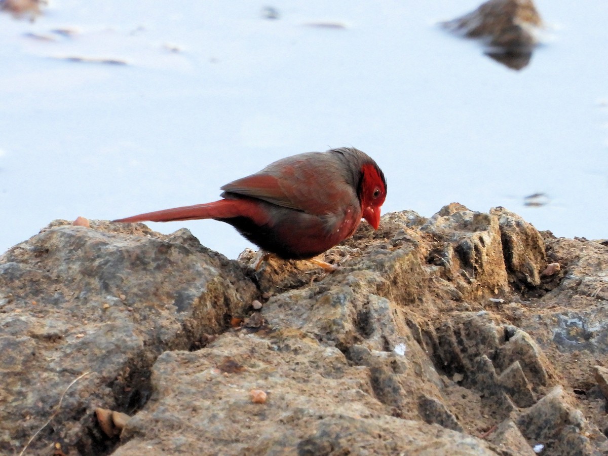 Crimson Finch - Martin Rheinheimer