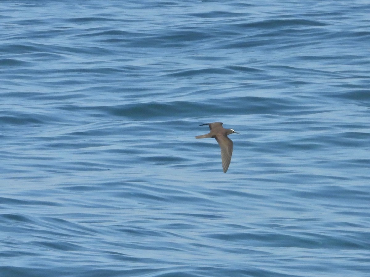 Brown Noddy - ML625617258