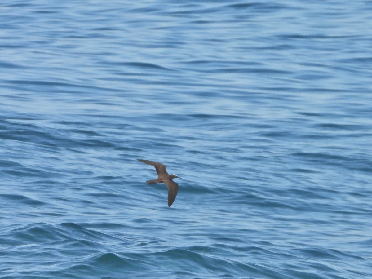 Brown Noddy - ML625617259