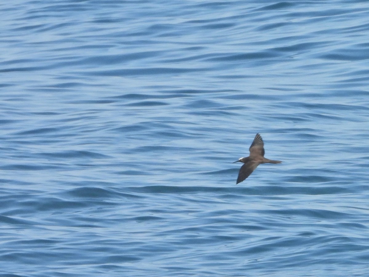 Brown Noddy - ML625617260