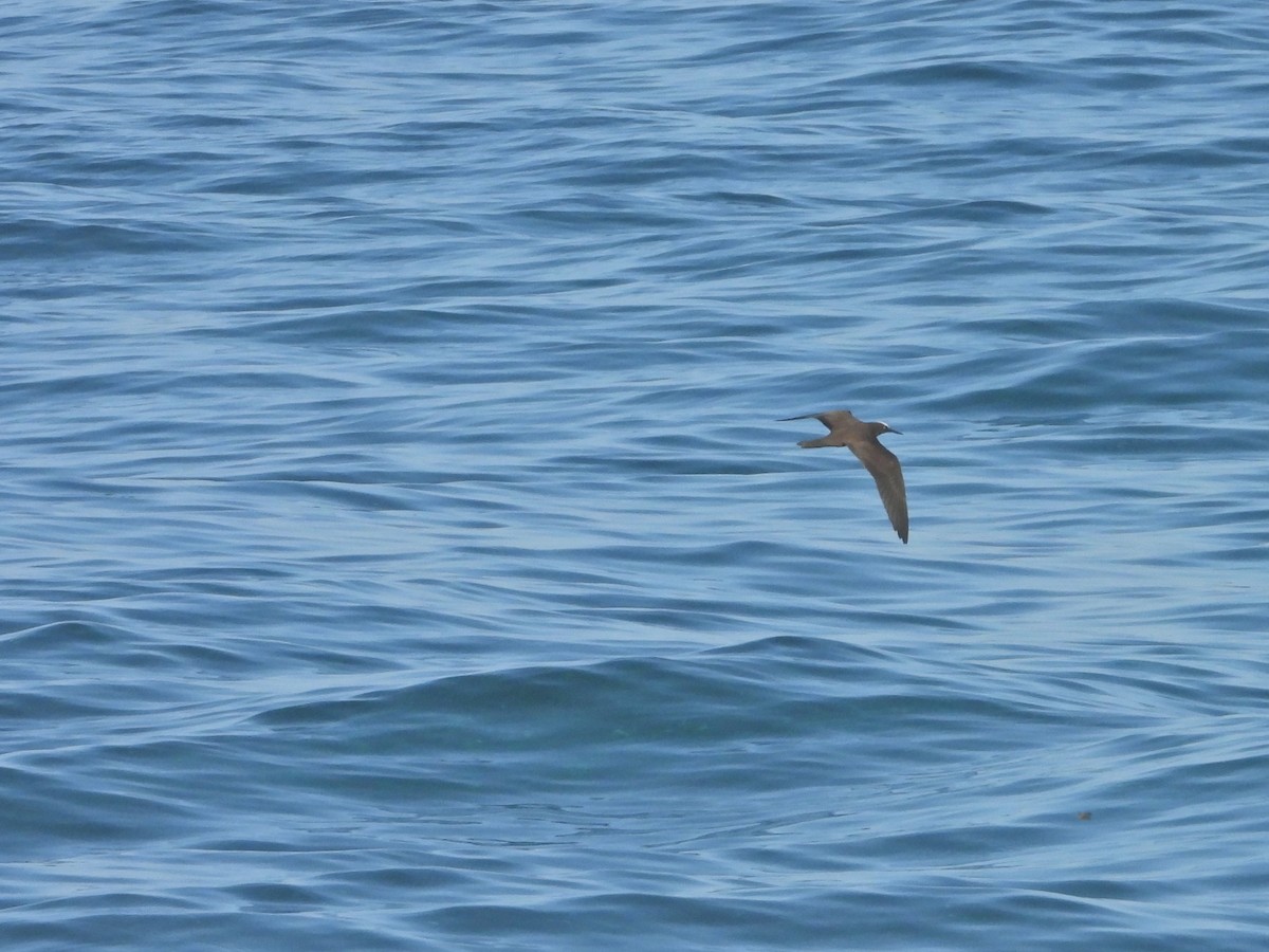 Brown Noddy - ML625617261