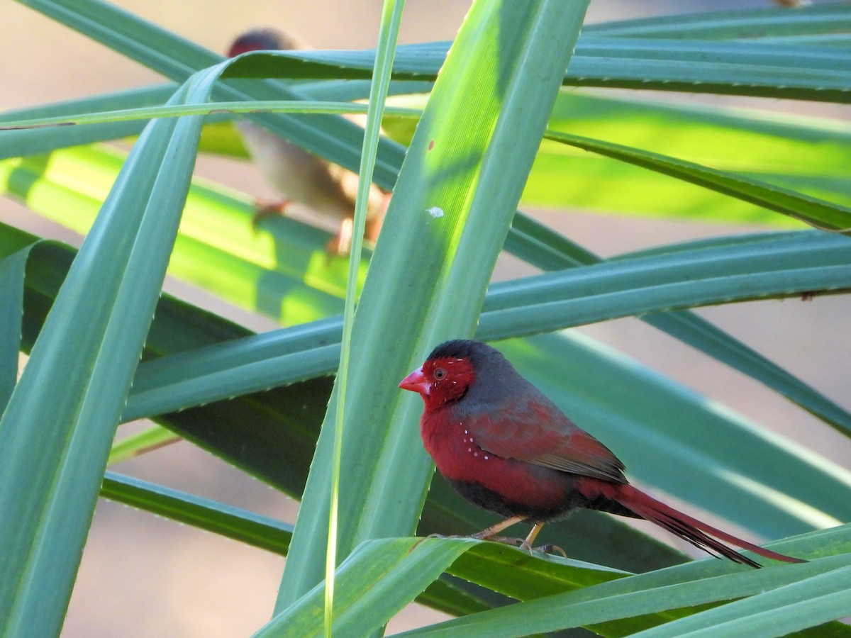 Crimson Finch - ML625617293