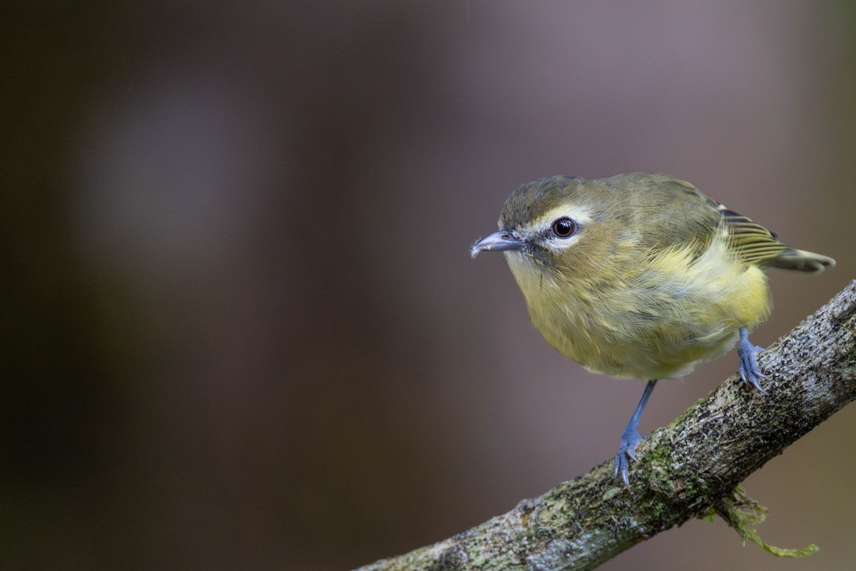 Yellow-winged Vireo - ML625617442