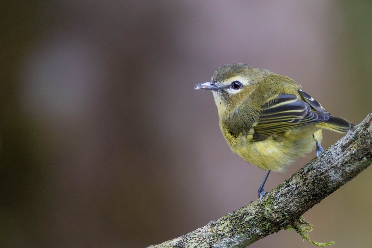 Yellow-winged Vireo - ML625617443