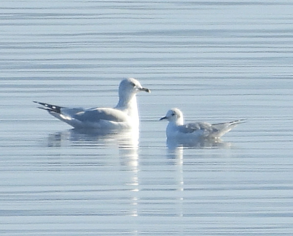 Bonaparte's Gull - ML625617481