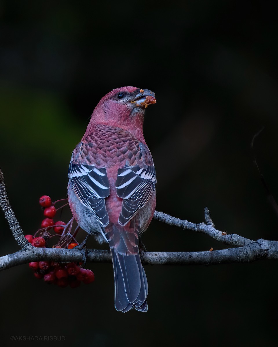 Pine Grosbeak - ML625617537