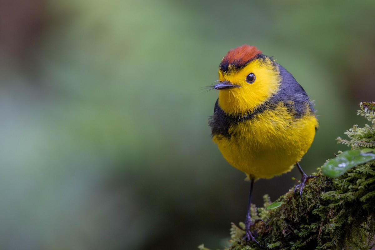 Collared Redstart - ML625617552