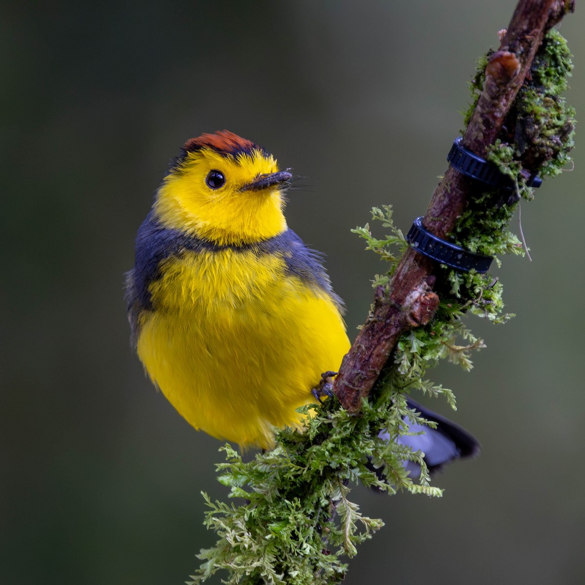 Collared Redstart - ML625617553
