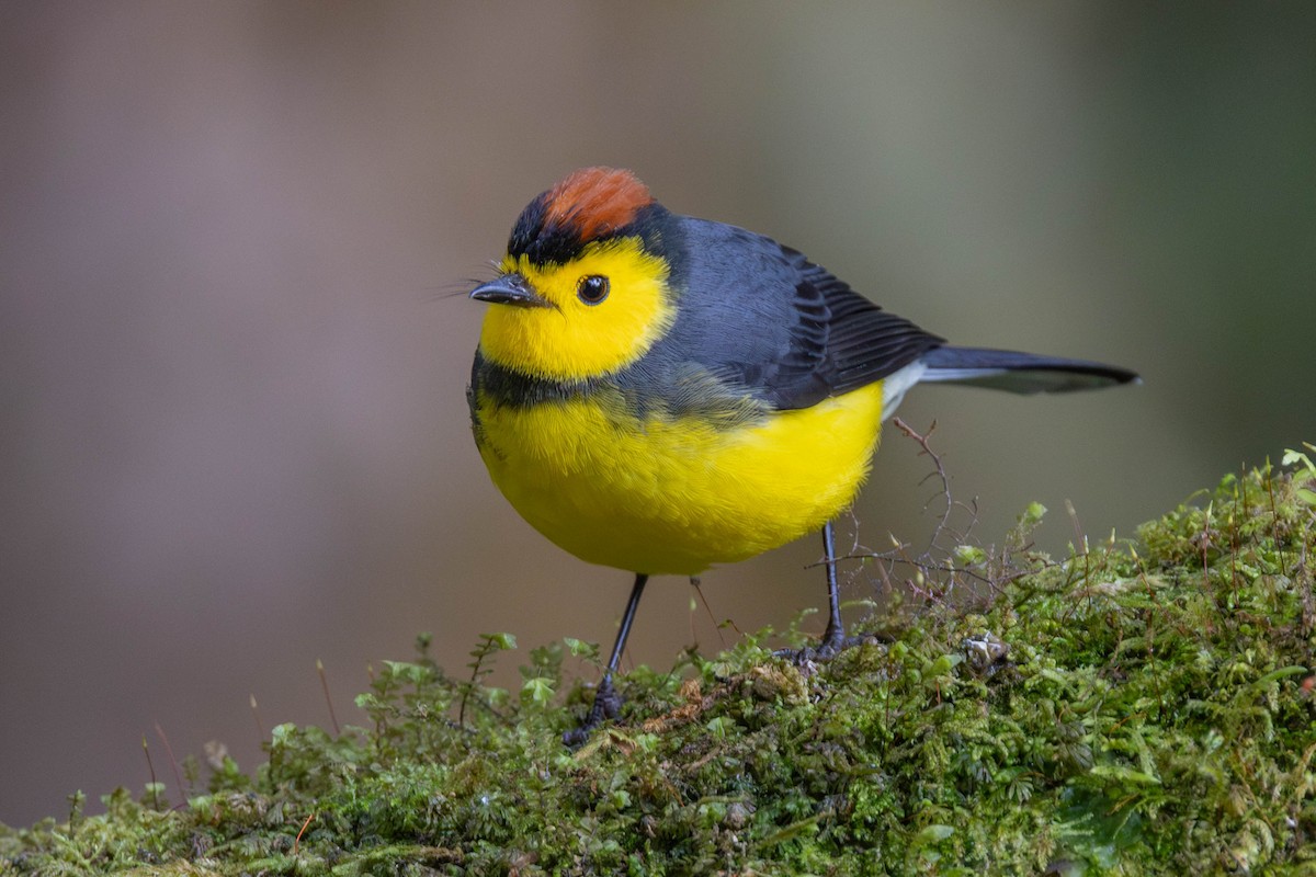 Collared Redstart - ML625617554