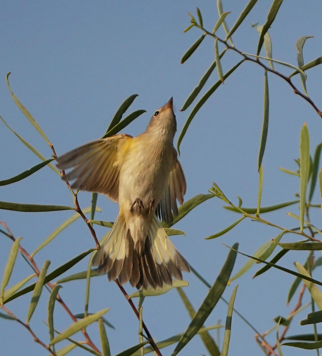 American Redstart - ML625617570