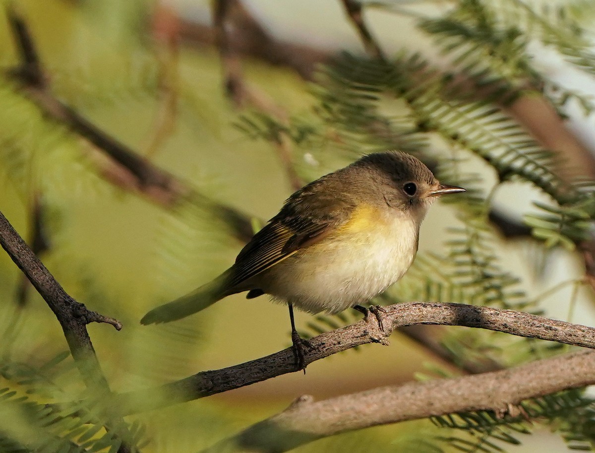 American Redstart - ML625617571