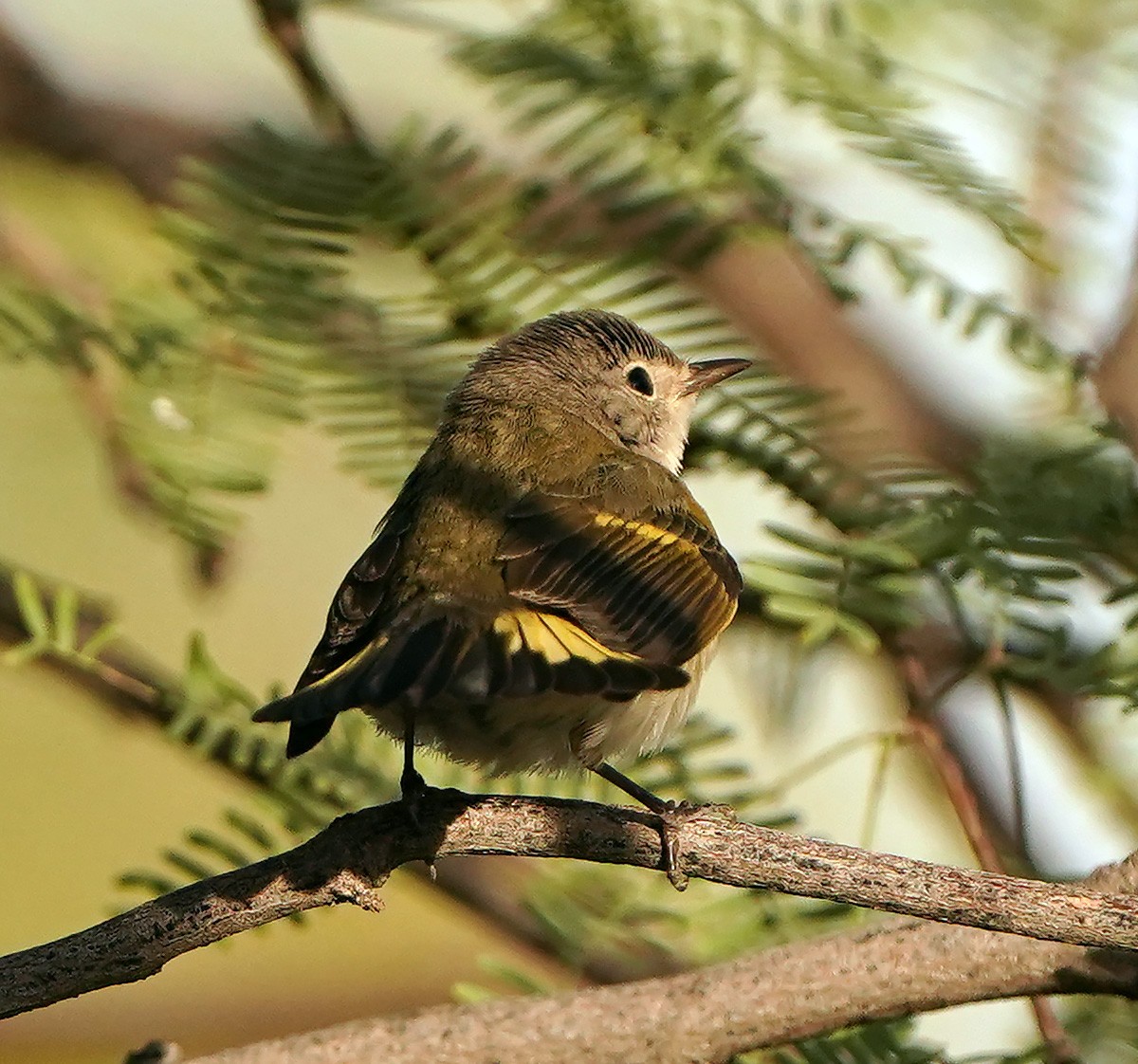 American Redstart - ML625617572